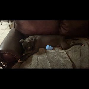 Meet your Posher, Ryder